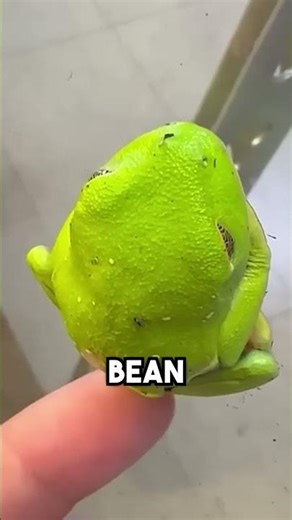 Adorable Frogs That Steal Your Heart #CuteFrogs #AdorableAnimals #WildlifeLove