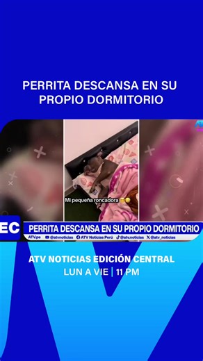 Harley Quinn: La Diva de los Sueños Caninos