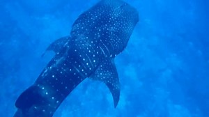 5.6K views · 260 reactions | Neat video our research team recorded of...