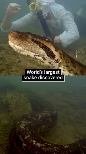 A new species of anaconda has been discovered, and it’s taken the title of the world’s biggest snake. This whopping northern green anaconda was found by scientists in the Amazon rainforest, weighing the same amount as a small car. The discovery is a big deal, DNA testing shows the species formed around 10 million years ago. #fy #fyp #anaconda #snake #reptile #amazon #amazonrainforest #conservation #newspecies #species #tropical #wildlife #animals #conservationnews #wildlifenews #sciencenews #sci