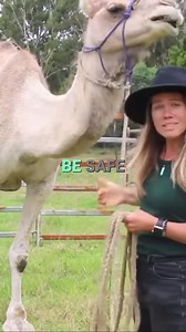 1.2K views | Trick to Avoid getting kicked by camels #camels #camel #camelfacts #camellove #cameltraining | Camel Channel | Facebook