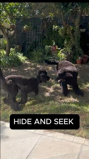 Poodle Playtime Madness