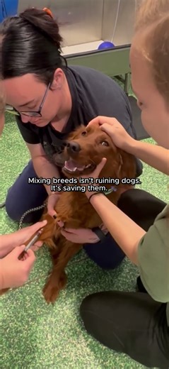 Mixing Breeds is Actually Saving Dogs? (Read Description)