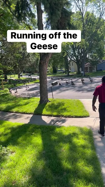 6.4K views · 124 reactions | Hubby up running off the geese, they poop  to much 藍藍 #reels #momentswithmyra #fypシ #MyraHarris #geese | Myra Harris | Facebook