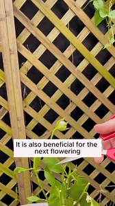 Tips for pruning roses so the plant has many buds #gardeninggoals #gardeningistherapy #gardeningtips #gardeninglife #gardening_love #gardeninguk #gardening101 #gardeningtools #gardeningislife #gardeningtherapy #gardeningknowhow #gardeningseason #gardeningismytherapy #gardeningmakesmehappy #gardeningaustraliamag #gardeningday #gardeningideas #gardeningphoto | Pro Gardening