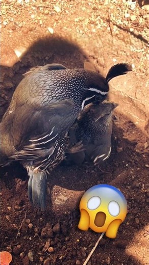 You Won't Believe What California Quail Do During Mating Season! 😱🔥