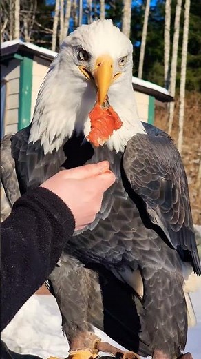 Gentle Beak Skills (Bald Eagle) #GentleGiant #WildlifeEducation #DidYouKnow
