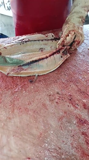 $2 Trout Fillet – Fast, Clean & Easy Method! #viral #fblifestyle #fish #asmr #satisfying #shortsreel #reel #relaxing #fcskills | FC Skills