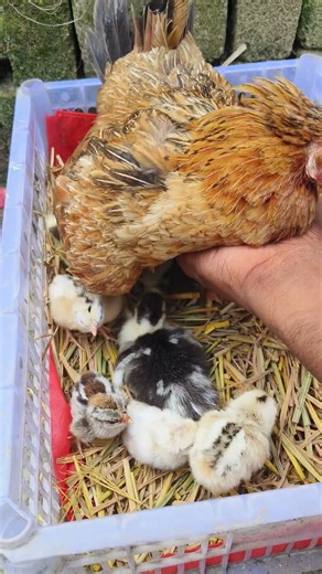 Watch this sweet moment with a mother hen and her babies #shorts #chicken