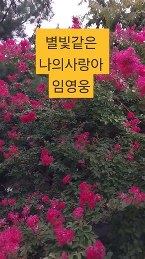 #별빛같은 나의 사랑아 #원곡 #임영웅 #영웅시대 #미스터트롯진