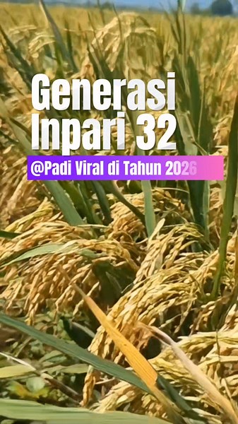 Padi Generasi Inpari 32 Yang Tahan Rebah