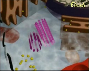 Les organites cellulaires (2è sciences). | SVT Elwadi