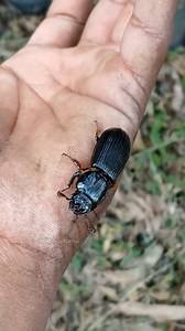 🪲மலைகளில் வாழும் வண்டு 💚Passalus beetle #tamil #tamilnadu #nature #beetle #insects #wildlife | Wild Nocturnal