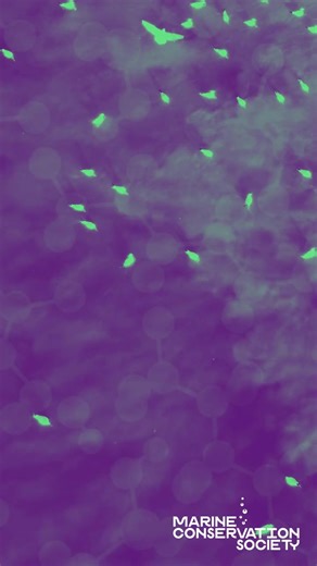 14 reactions | There's more to sewage pollution than meets the eye....