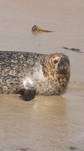 👂Episode 4 of our Sentinels of the Sea podcast is out! Go behind the scenes of our onsite laboratory with Carlos Rios 🔬🧪 He and his team process thousands of samples each year, delivering rapid diagnostics that help veterinarians make life-saving decisions for marine mammals. Listen on YouTube or in your favorite podcast player: https://bit.ly/3KDmPdf. 📷 Elena Graham #Podcast #SentinelsOfTheSea #Science | The Marine Mammal Center