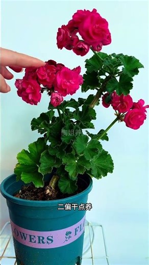 Top 3 Tips for Growing Geraniums in Spring: Thriving Pots Unveiled