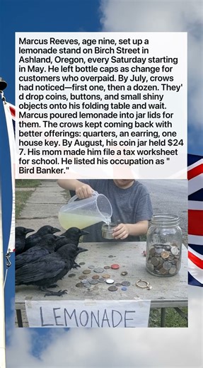 FLOCK OF CROWS START PAYING WITH COINS AT BOY’S LEMONADE STAND 🐦🪙😂