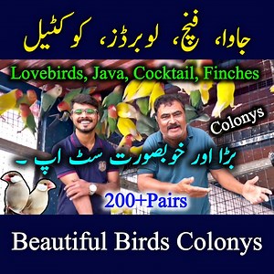 13K views · 334 reactions | Big and Beautiful Setup Visit 200 Plus Pairs Lovebirds Cocktail Zebra Finch Java Sparrow Colony's Setup in Urdu Hindi by Owais Khan, #zebrafinchcolony #javasparrowcolony #cocktailparrot #dove #breedingprogress #apnabirdscenter #owaiskhan | Apna Birds Center | Facebook