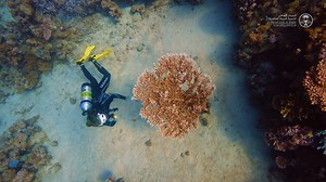 The Red Sea is the hottest, and saltiest sea on earth, but vibrant, healthy coral reefs thrive here. Researchers want to understand what makes these corals so resilient, as it could unlock how to saving threatened reefs around the world. In other regions, climate change is causing abnormally high ocean temperatures and increased acidification, both of which are damaging many large coral reefs. Coral reefs provide refuge and food for the majority of ocean life, so saving them is a top priority in