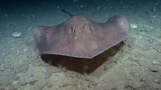 19K views · 709 reactions | Yesterday, NOAA Ship Okeanos Explorer...