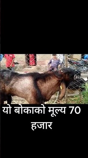 Goat farming nepal || Totapuri goat