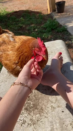 My fav chicken! My girl! #contrygirl #chicken #feet #feetnails #birds