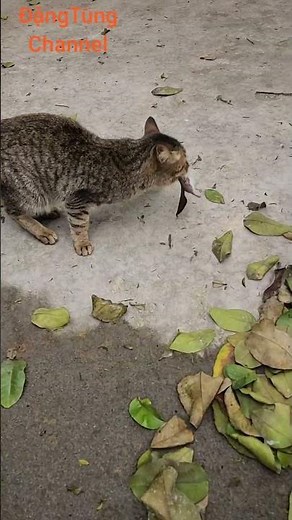 Chú mèo con bắt chuột