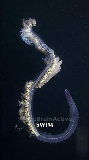 Thousands of Individuals in One Organism | Siphonophores #animals #shorts