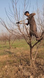 Fruit tree trimming #farming#agriculture#satisfying#peach | 8s farming