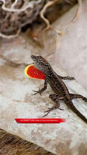 Anole Lizard #AnoleLizard #GreenAnole #BrownAnole #Anolis #LizardFacts #wildlife #animals #video