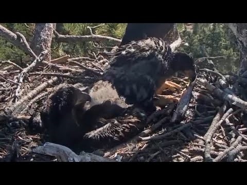 Gizmo attempt for self feeding | Big Bear Bald Eagle | Apr 15, 2025