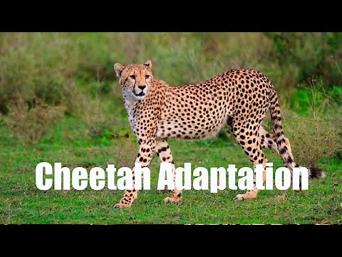 Cheetah Adaptation| Adaptation Of Cheetah| Cheetah Species And Habitat| Cheetah Documentary