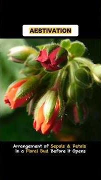 AESTIVATION #aestivation || WHAT IS AESTIVATION IN FLOWER #shorts#viral#trending