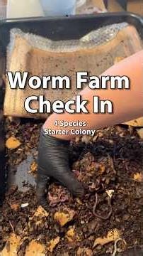 Worm Farming For Beginners | 4 Species Worm Bin #vermicomposting