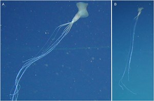 Rare squid with 'elbow' tentacles baffles scientists in spooky new footage