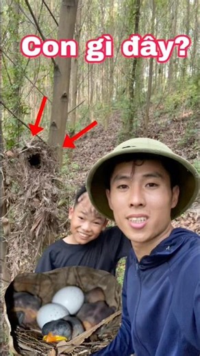 Surprisingly Encountered a Strange Nest in the Forest and the Surprise Inside