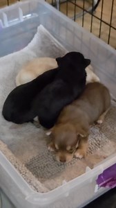 Chorkie puppies starting to play...and sadly I missed recording most of it. | Circle R Acres