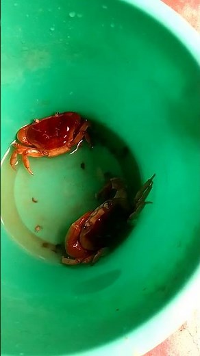 Crabs give birth to babies in a box