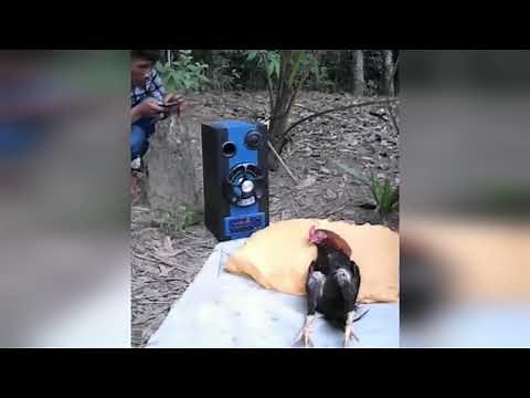 Waking up a Chicken from its sleep | Try not to laugh | Funny Animals | AFV