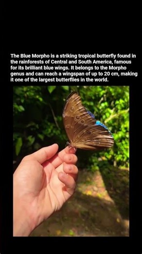 The Blue Morpho: The Most Mesmerizing Butterfly on Earth. #youtubeshorts #butterflywings #bluemorpho