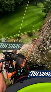 2K views | Left spike gaffed out.  Less than ideal.  #arborist #arb #arblife #tree #treework #treesurgeon #treesurgery #treesurgeryuk #treesurgeon #treeworker #climb #climber #fail #slip #arboristsofinstagram #arborists #arboristgear #gopro #video #réel #chainsaw #chainsawman | TreeSurgeon Sam | Facebook