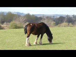 Clydesdale Horse Grazing Field North Fife Scotland