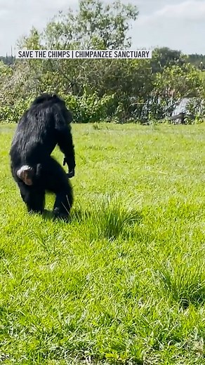 13K views · 195 reactions | After nearly three decades cooped up inside a New York laboratory, a heartwarming video posted on social media showed the moment a chimpanzee was stunned when she gazed for the first time at the open sky. | NBC Washington | Facebook