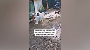 Dog Howls For First Time