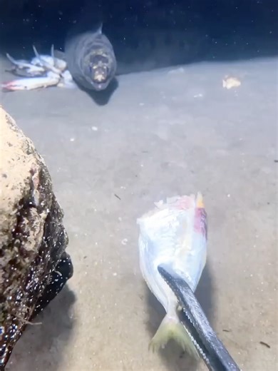 Diving Deep to Catch Sea Cucumber & Starfish#sea #water