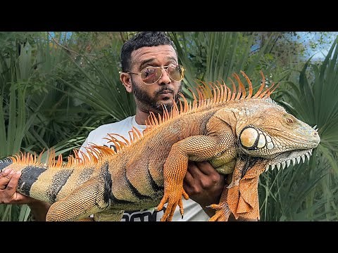 Day 3 - We found a Secret lake full of massive orange iguanas! How big is he?