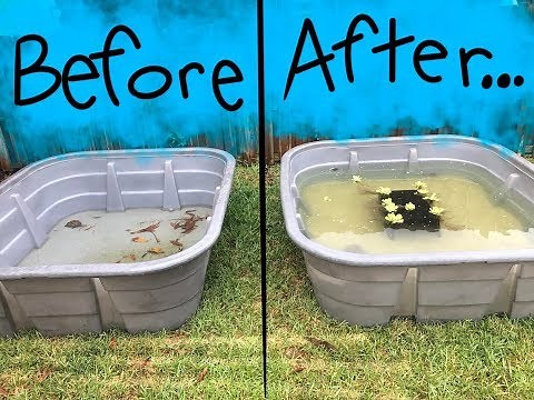 ALLIGATOR SNAPPING TURTLE ENCLOSURE!!!