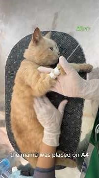 Dying Mother Cat Fights for Her Kittens' Lives—What Happened Next Is Beautiful