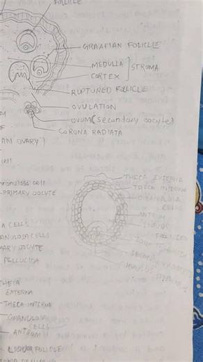 Female Reproductive system with labelled diagram hand written notes class 12