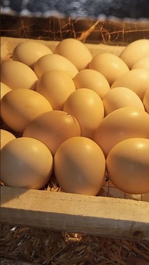 Eggs in Incubator | Future Baby Chicks Hatching
